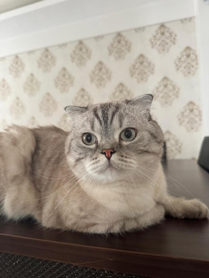 Bu yaştan sonra evlenemeyen ne yapmalı, kedi mi sahiplensin yoksa pes mi etsin?