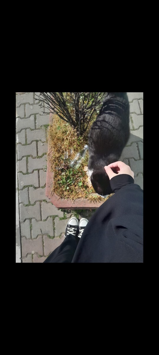Kediler sabah enerjinizi arttırıyor mu?