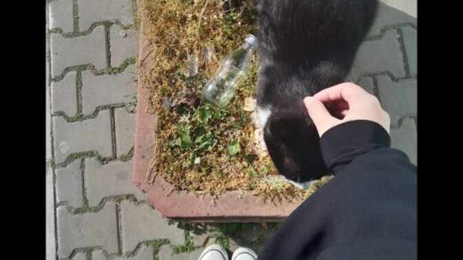Kediler sabah enerjinizi arttırıyor mu?
