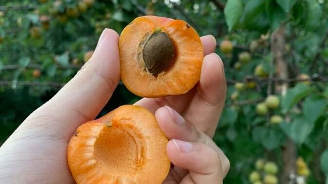 Yazın en çok hangi meyveyi yiyorsunuz?