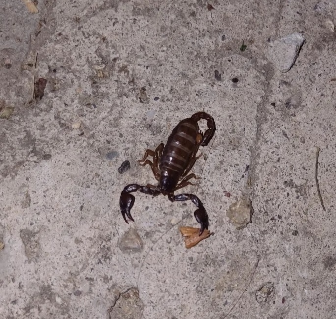 Akrep burcu olan arkadaşıma doğum gününde canlı akrep hediye alsam sizce mantıklı olur mu 🦂?