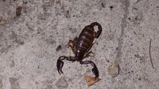 Akrep burcu olan arkadaşıma doğum gününde canlı akrep hediye alsam sizce mantıklı olur mu 🦂?
