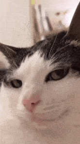 Hangi kedi olduğunu söyleyem mi?