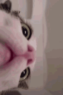 Hangi kedi olduğunu söyleyem mi?
