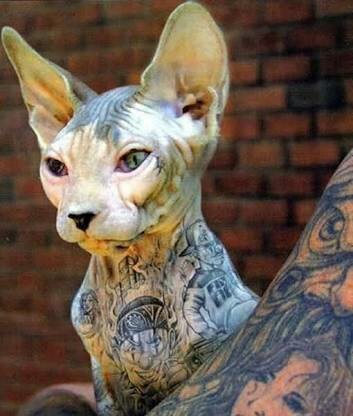 Hangi kedi olduğunu söyleyem mi?