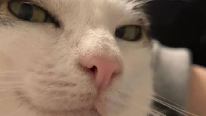 Hangi kedi olduğunu söyleyem mi?