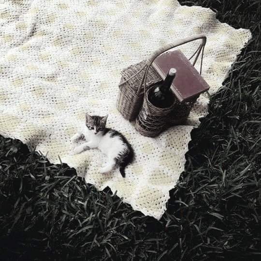 Eve minik bir kedi almak gerçekten ortamı daha huzurlu hale getirir mi?