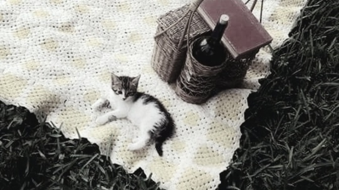 Eve minik bir kedi almak gerçekten ortamı daha huzurlu hale getirir mi?