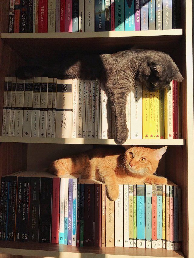 Kitap okumak bir insanı kültürlü yapar mı?