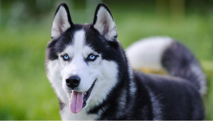 Kedici misin, köpekçi mi?