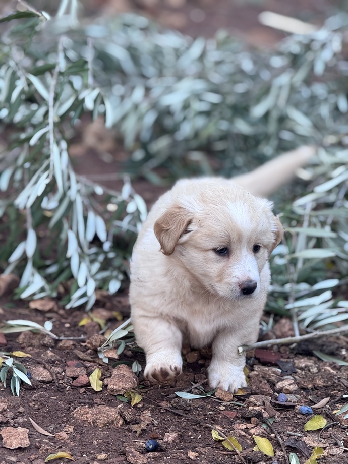 Kedici misin, köpekçi mi?