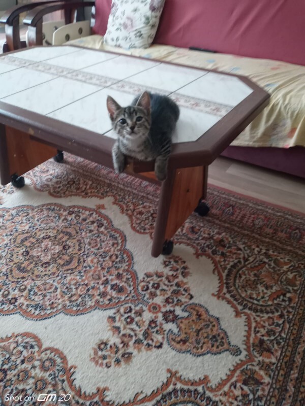 Kedici misin, köpekçi mi?