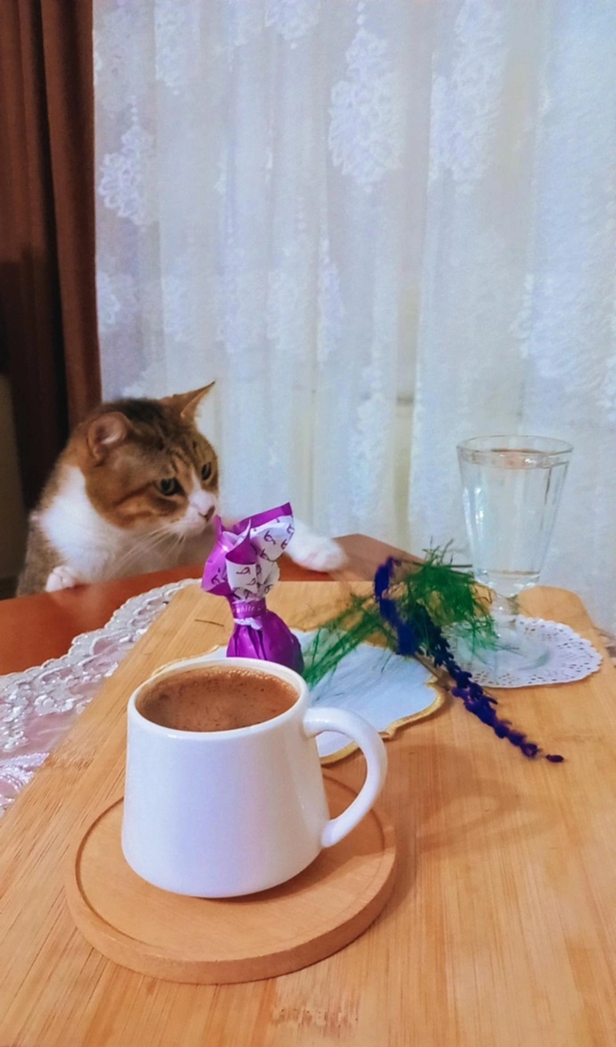 Kedi mi, kahve mi?
