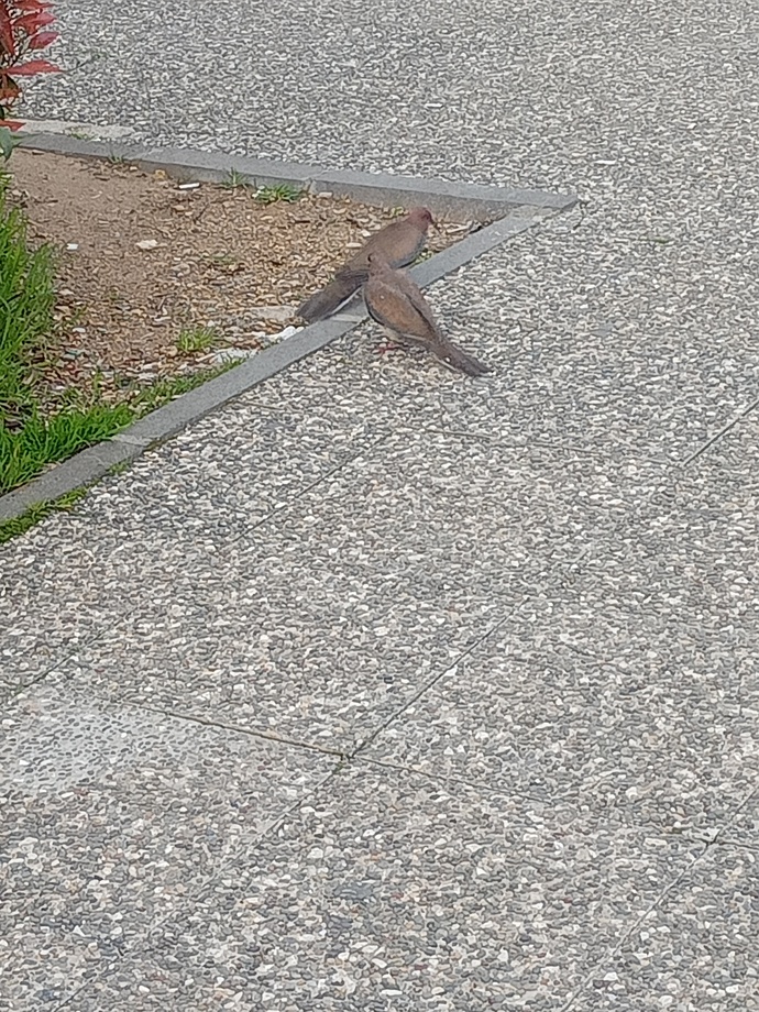 Daha önce iki kumru nün kavgasına denk geldiniz mi?