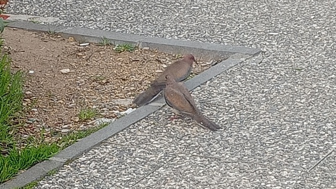Daha önce iki kumru nün kavgasına denk geldiniz mi?