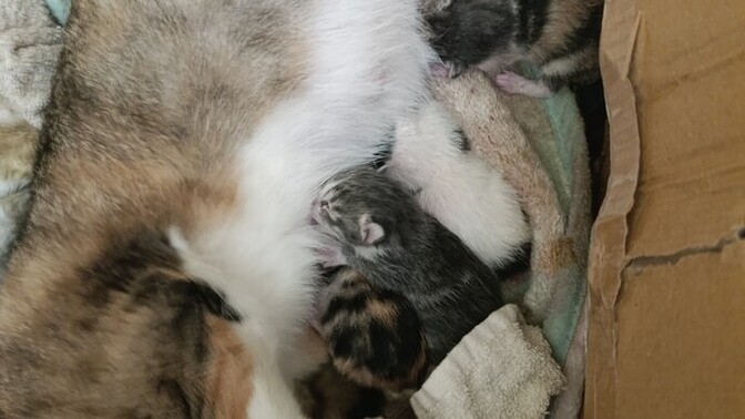 Günaydın, anneanne olmuşum sizce torunlarım nasıl görünüyor çok tatlı değiller mi?
