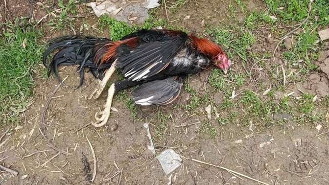 Hayvanlar Ölünce Ne Oluyor Ruhları var mı?