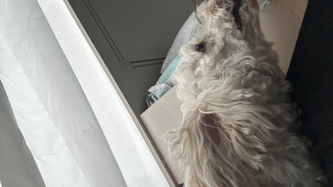 Köpekler neden insanların yüzünü yalar?