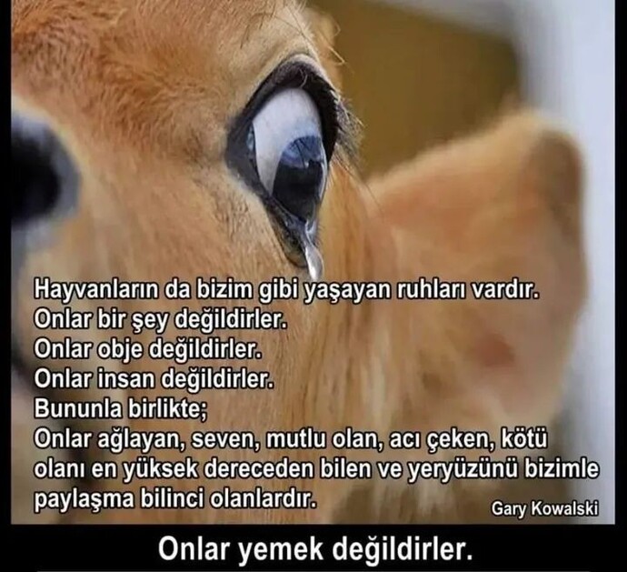 Hayvanları yemeyin onlarında duyguları var et yemeyi bırakacakmısınız ya da  et yememeyi düşünüyormusunuz?