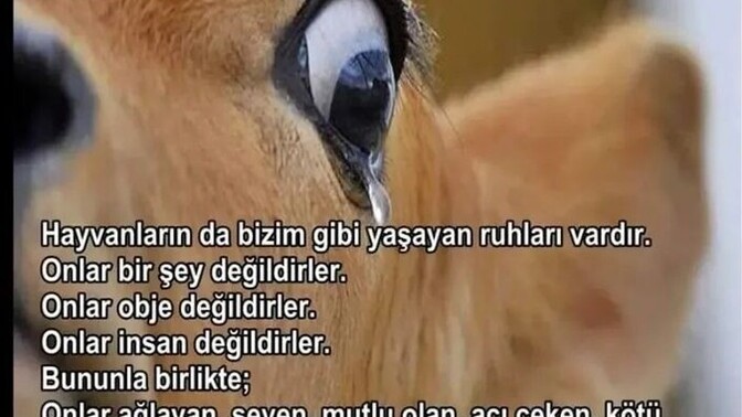 Hayvanları yemeyin onlarında duyguları var et yemeyi bırakacakmısınız ya da  et yememeyi düşünüyormusunuz?