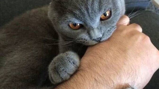 Evcil hayvanınız uysal mı vahşi mi?