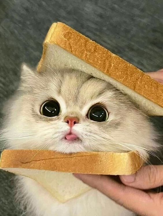 Eşimi kedi sahiplenmeye nasıl ikna ederim?