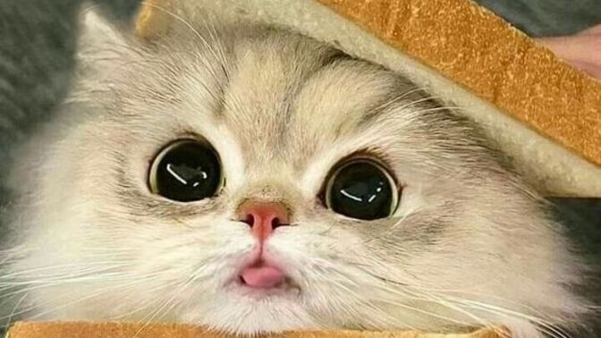 Eşimi kedi sahiplenmeye nasıl ikna ederim?
