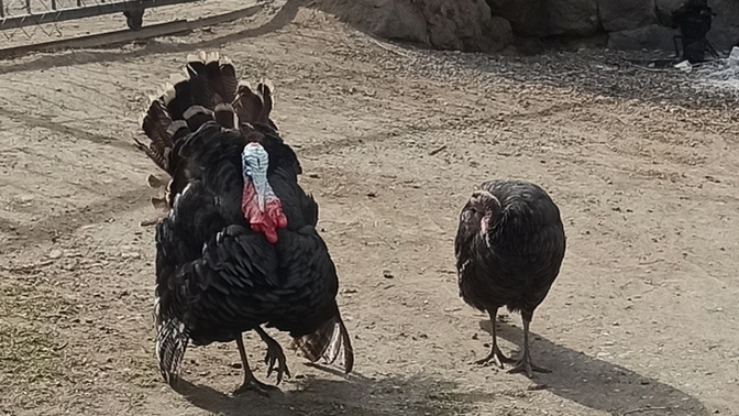 Hindi beslemek ister miydiniz?