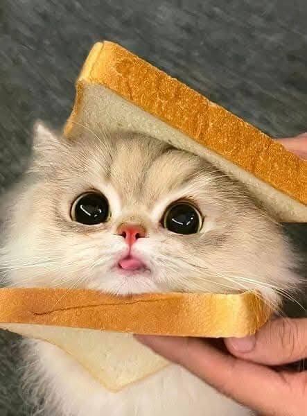 Ekmek arası en sevdiğiniz yiyecek nedir?