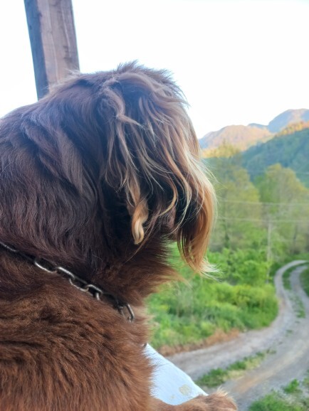 Kedi ve köpeklerle vakit geçirmeyi seviyor musunuz?