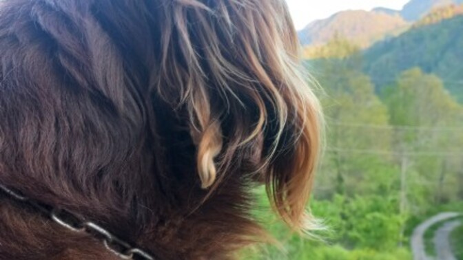 Kedi ve köpeklerle vakit geçirmeyi seviyor musunuz?