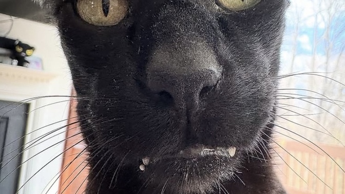 Kedim her sabah beni böyle uyandırır normal mi?