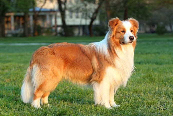 Dişi Border collie için isim önerir misiniz?