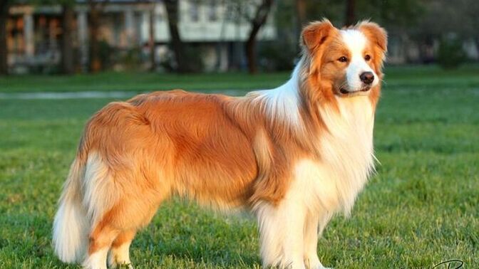 Dişi Border collie için isim önerir misiniz?