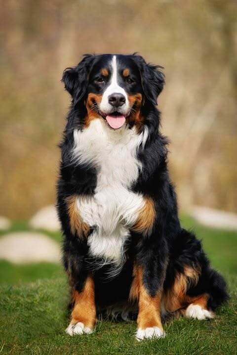 Erkek Avusturya çoban köpeği için isim önerir misiniz?