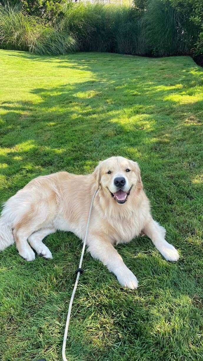 Erkek golden retriever için isim söyler misiniz?