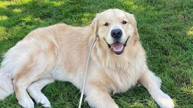 Erkek golden retriever için isim söyler misiniz?