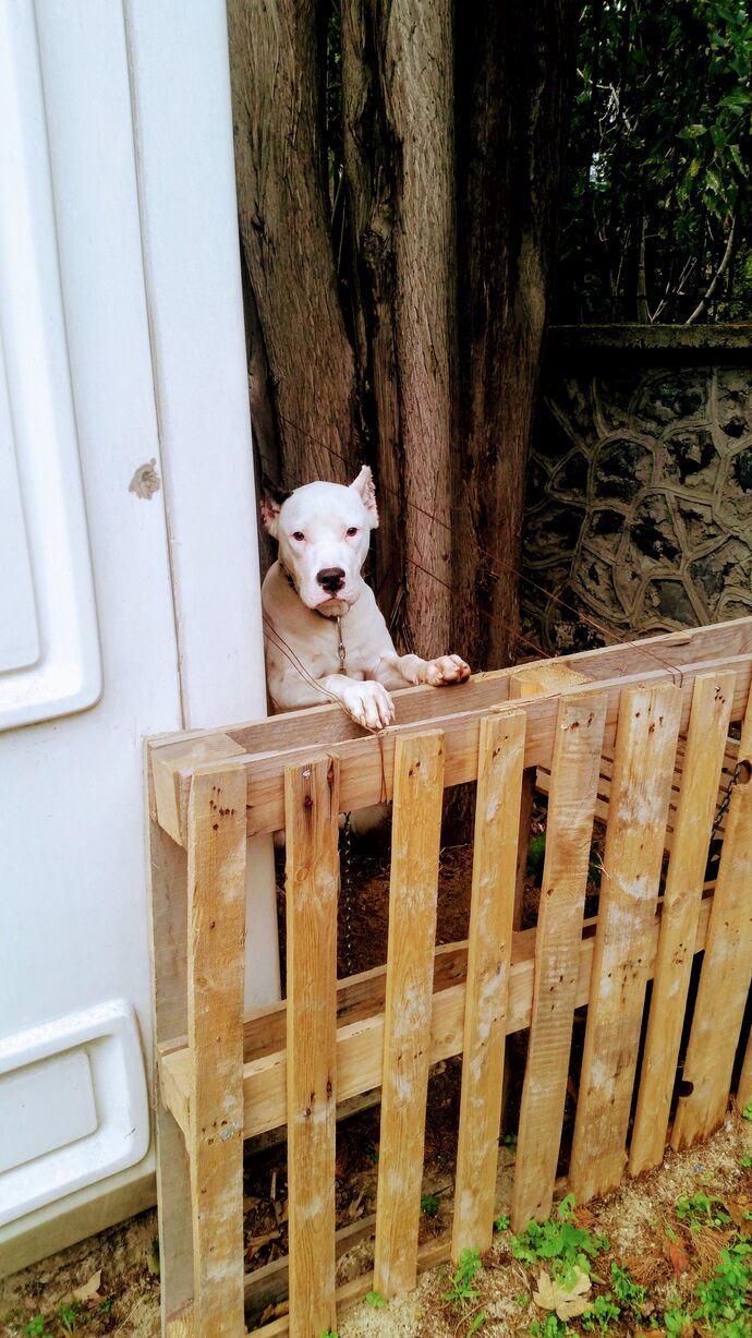 3 köpek ismi söyler misiniz?