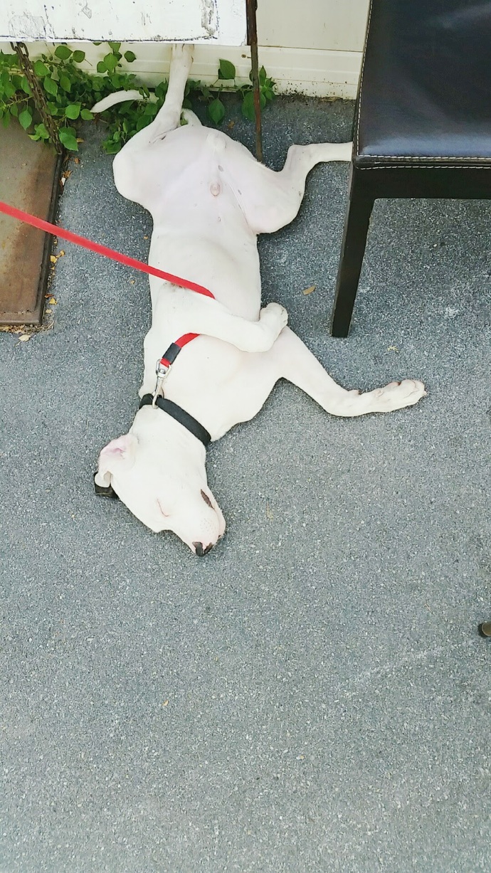 3 köpek ismi söyler misiniz?