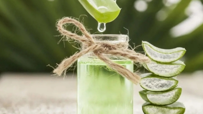 Aloe Vera jelinden cilt nemlendirici olarak faydalanıyor musun, evinde Aloe Vera çiçeği var mı?