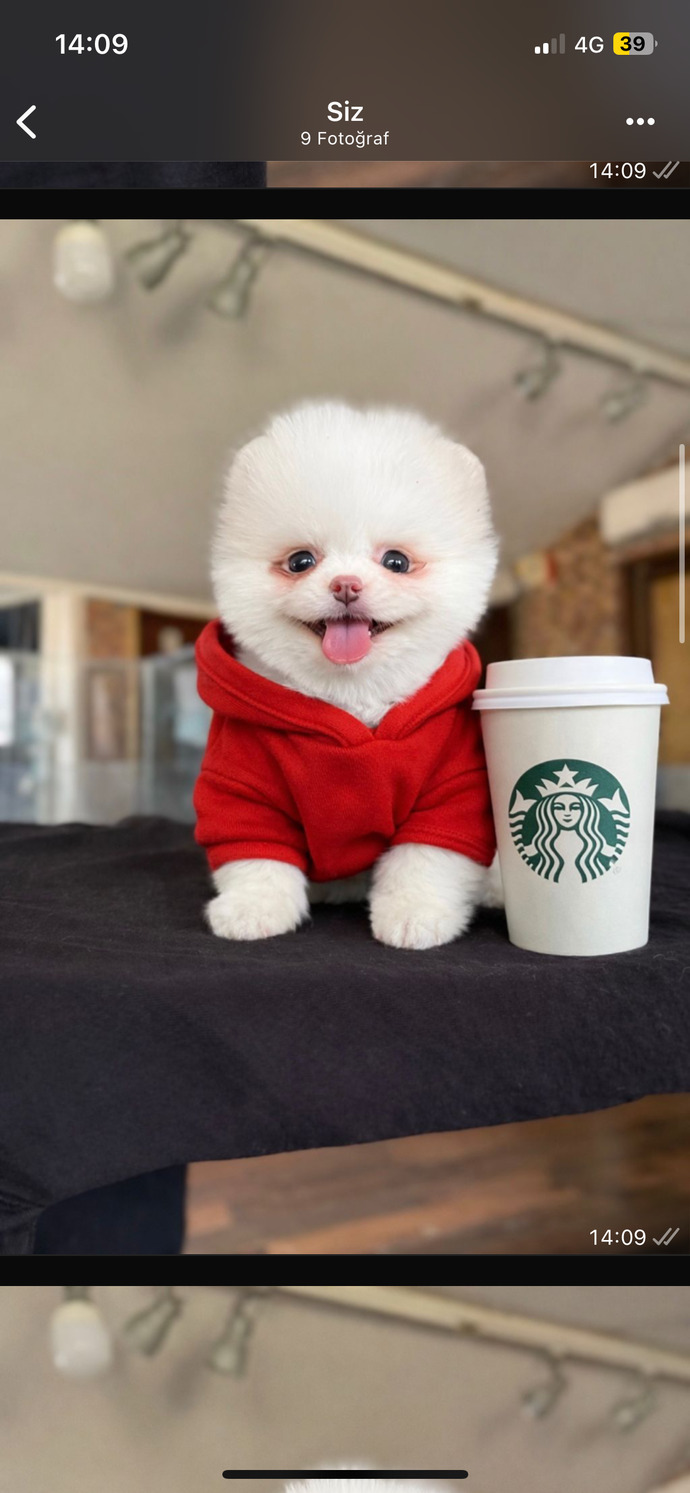 Yarın alacağım erkek yavru köpeğime acil, havalı ve tatlı isim önerileri neler?