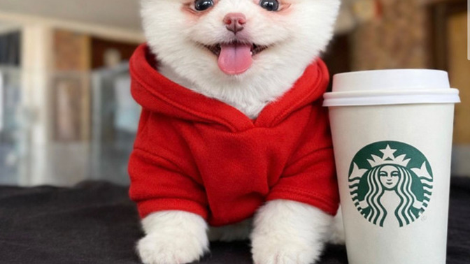 Yarın alacağım erkek yavru köpeğime acil, havalı ve tatlı isim önerileri neler?