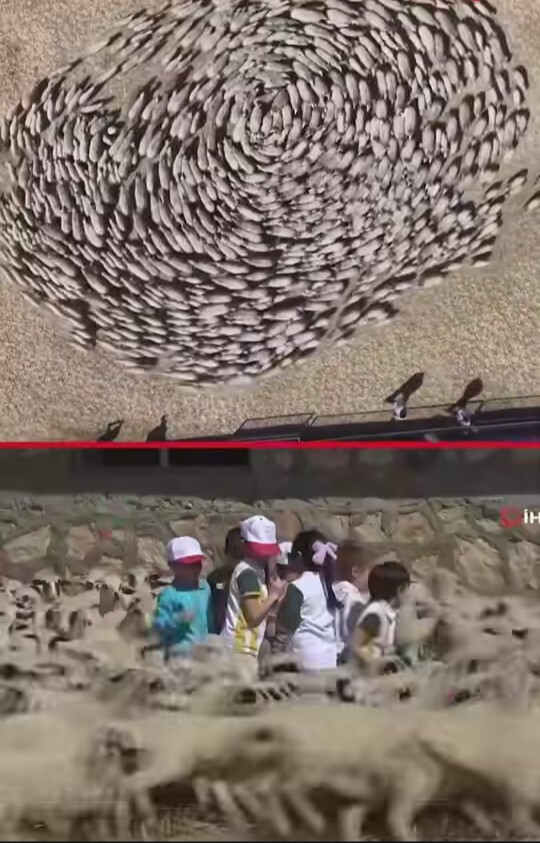 Amasyadaki süt kuzularının anneleriyle kavuştuğu ana siz de şahit olmak ister miydiniz?