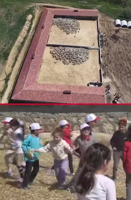 Amasyadaki süt kuzularının anneleriyle kavuştuğu ana siz de şahit olmak ister miydiniz?