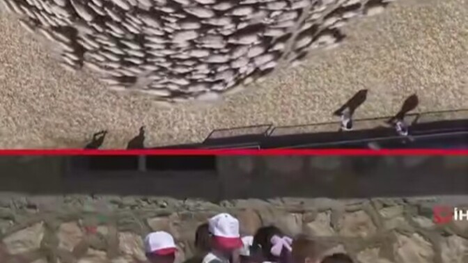 Amasya'daki süt kuzularının anneleriyle kavuştuğu ana siz de şahit olmak ister miydiniz?