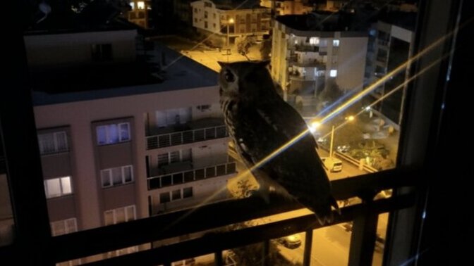 Hiç baykuş gördünüz mü?