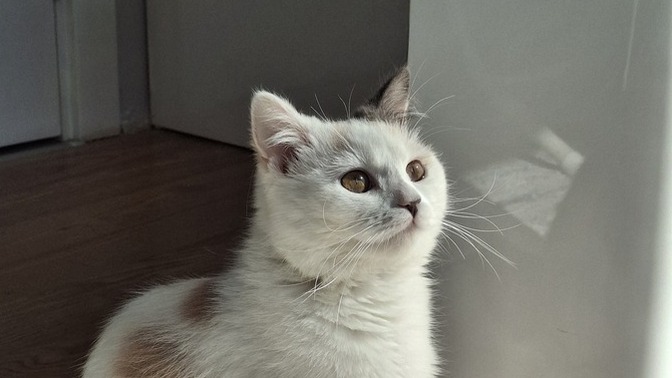 Kızgınlıktaki dişi kedimin kalın bağırarak miyavlaması ve aşırı açgözlülüğü normal mi?