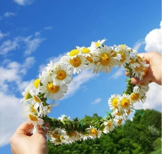 Neden mi papatya🌼?