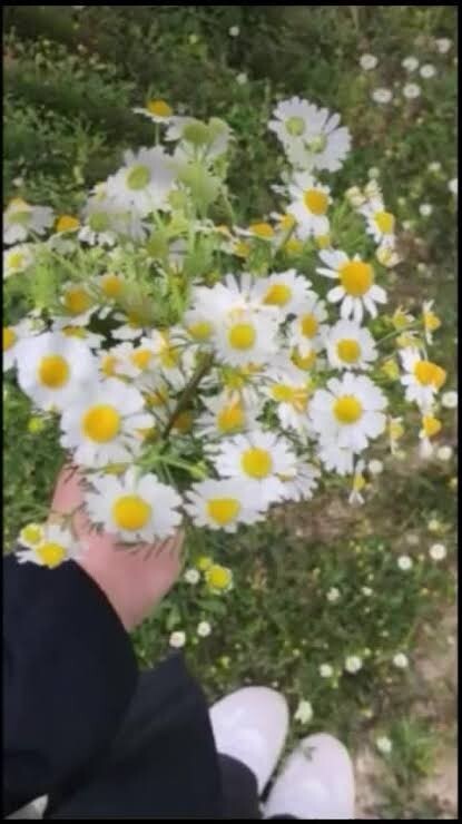 Neden mi papatya🌼?