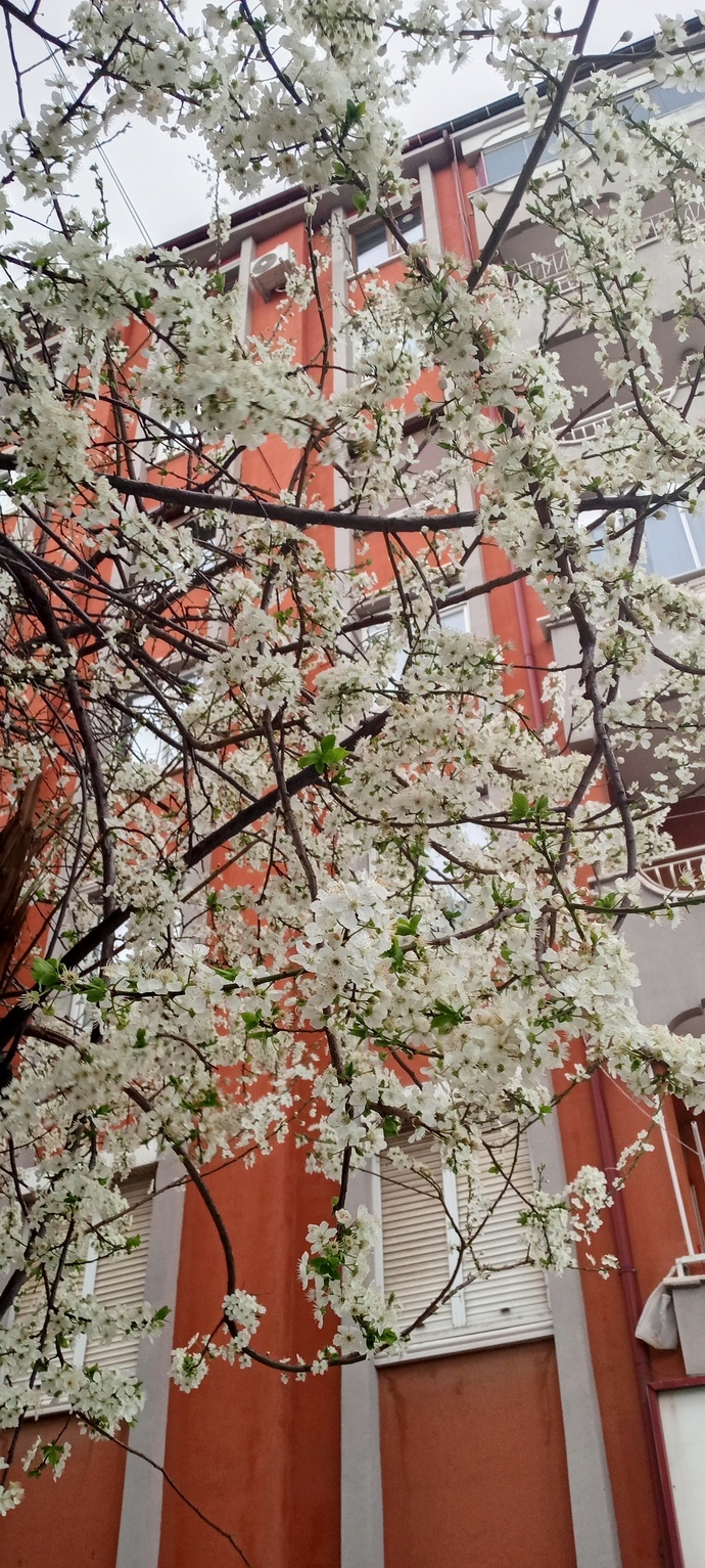 Çiçek yetiştirmeyi sever misiniz?